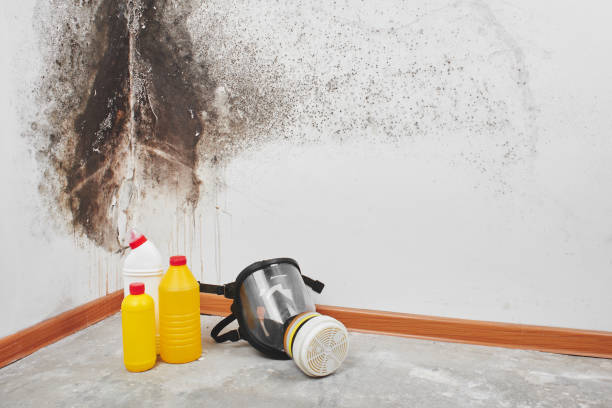 Best Toxic Mold Removal  in Iota, LA