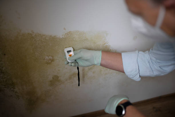 Best Office Mold Removal Services  in Iota, LA