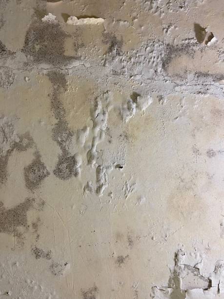 Best Residential Mold Removal  in Iota, LA