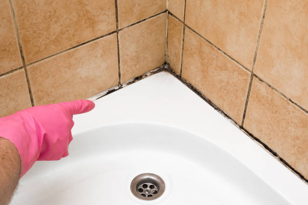 Best Attic Mold Removal  in Iota, LA